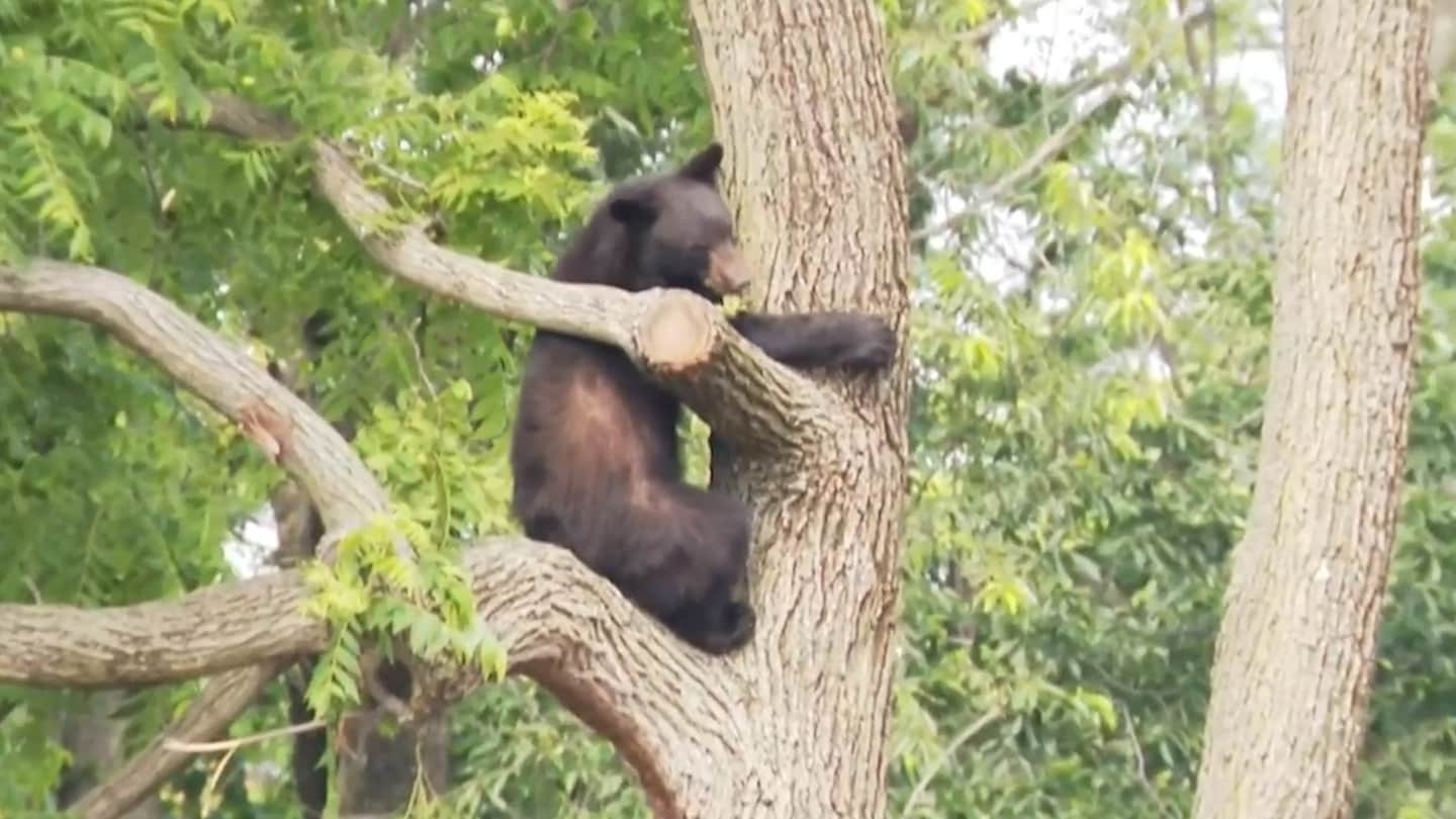 Featured image for Black bears cause stir in D.C. and Maryland neighborhoods