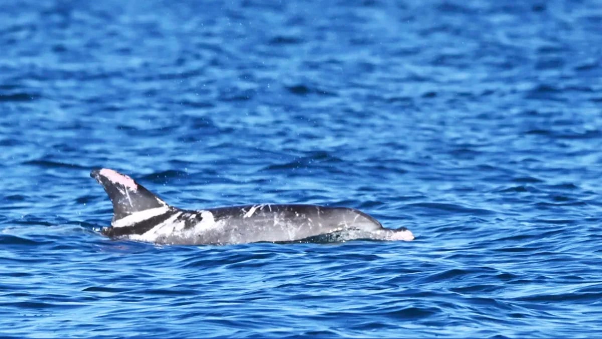 Featured image for "Rare Skin: Meet Speckles, the Unique Dolphin Making Waves in Australia"