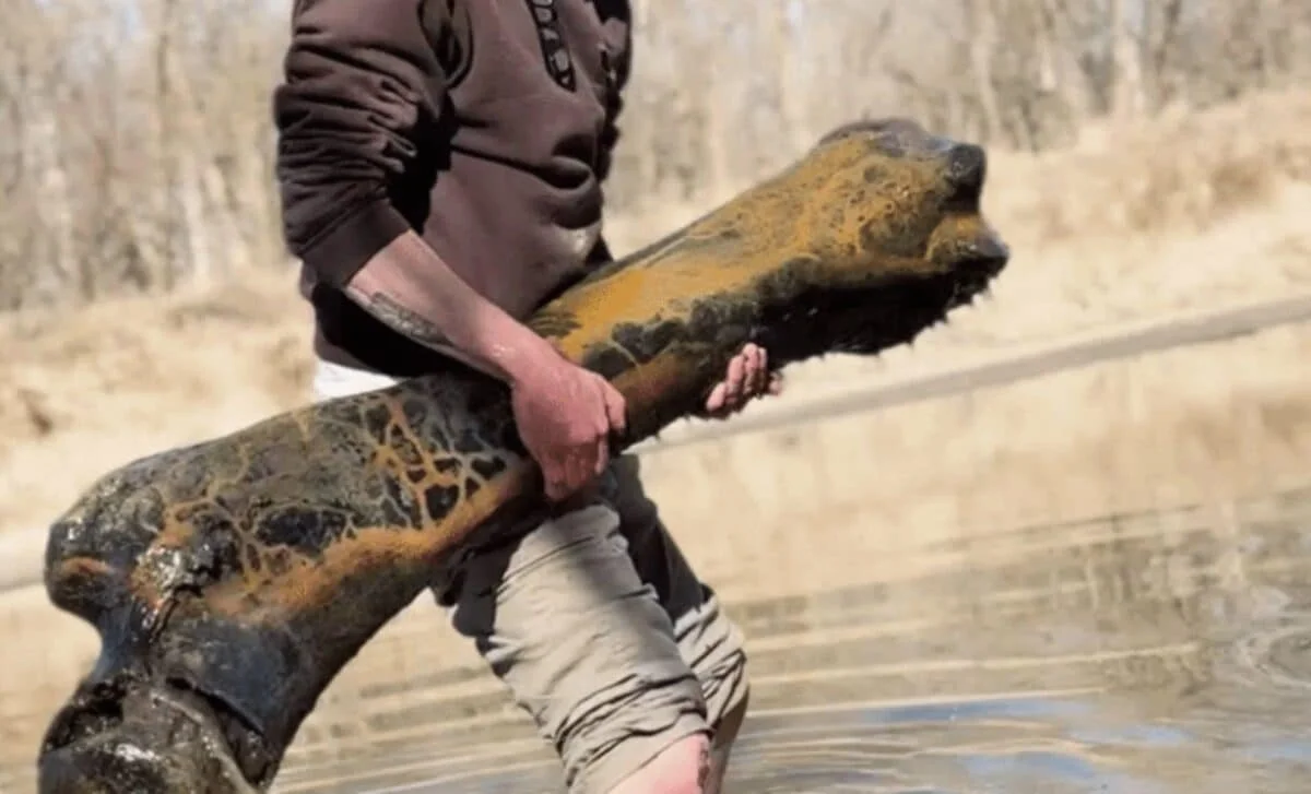 Missouri River Unearths 80-Pound Ice Age Femur