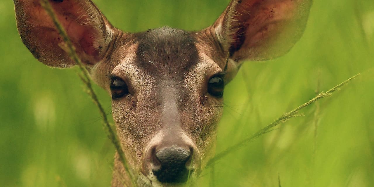 Featured image for COVID-19 rapidly evolving in white-tailed deer, alarming scientists