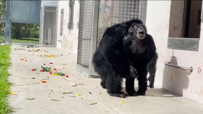 Featured image for Chimpanzee's Emotional Moment: 28 Years in Captivity Ends with First Glimpse of Open Sky