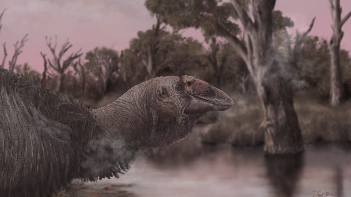 Featured image for "Giga-Goose: Ancient 500-Pound Bird Roamed Australia"