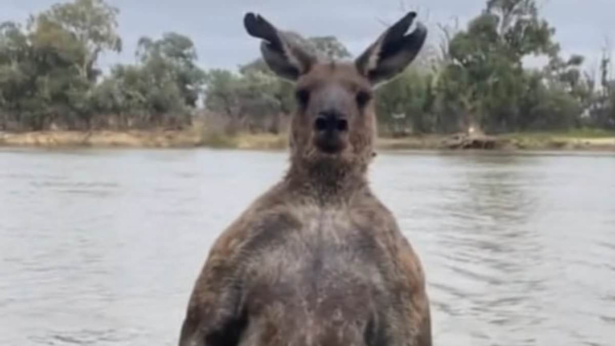 Featured image for Heroic Man Rescues Dog from Kangaroo's Deadly Grip