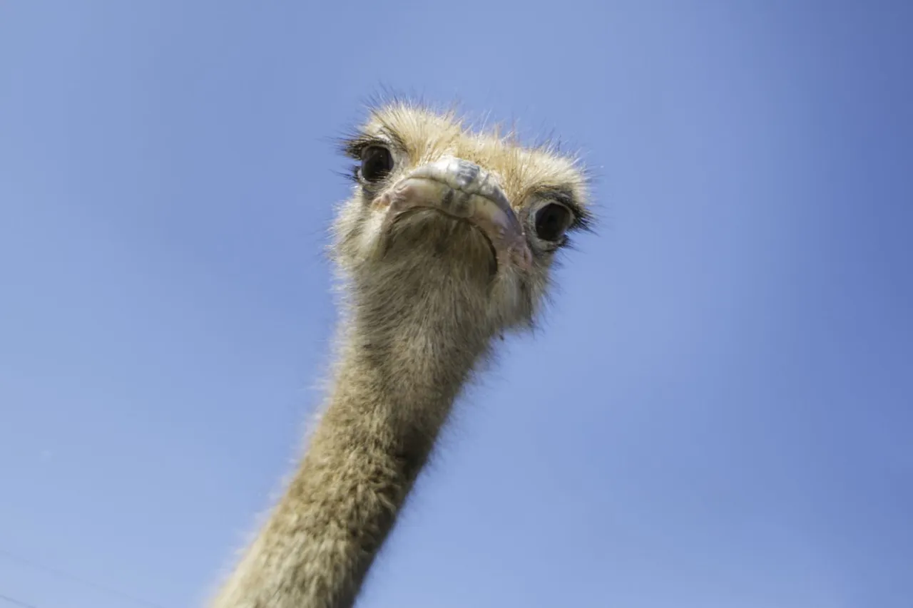 Featured image for Canada proceeds with ostrich cull despite legal and advocacy efforts