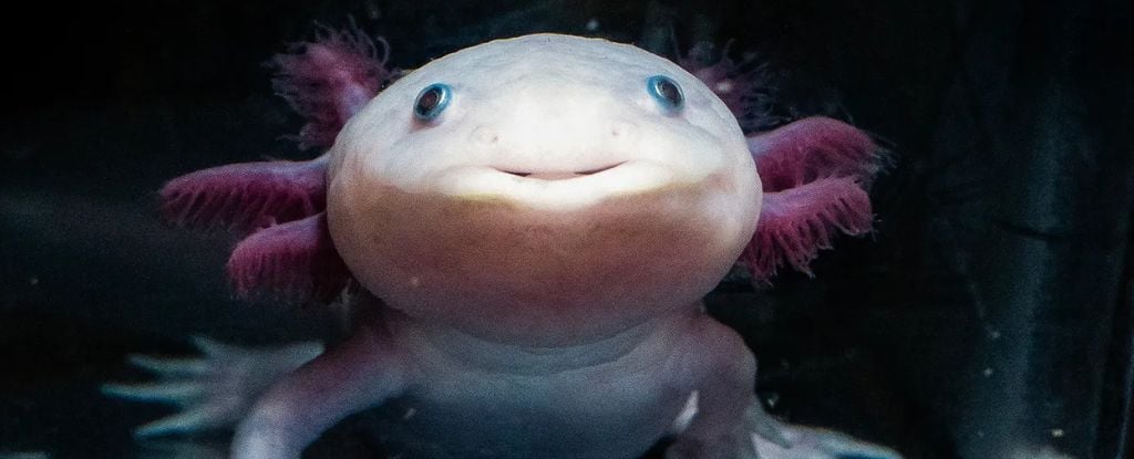 Featured image for Scientists Uncover Secrets of Axolotl Limb Regeneration with Glowing Clues