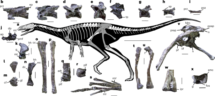 Featured image for Carnian Theropod Reveals Unexpected Features in Early Dinosaur Evolution