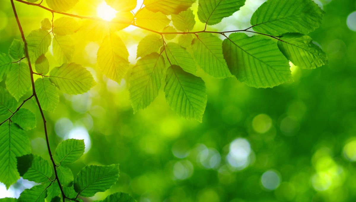 Featured image for The Quantum Connection Between Photosynthesis and Bose-Einstein Condensate.