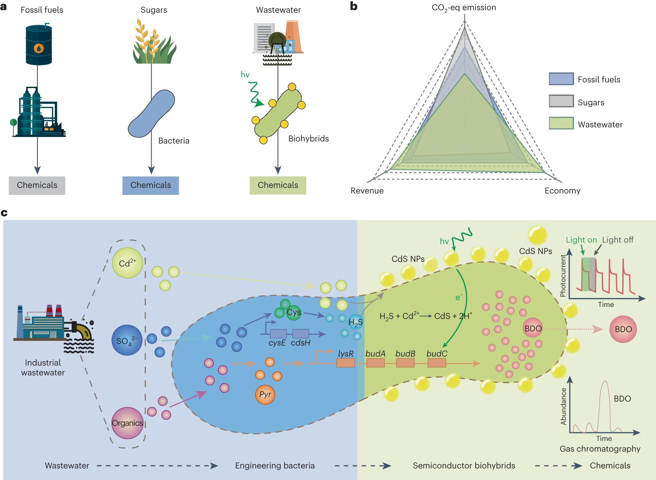 Featured image for Harnessing Sunlight to Convert Wastewater into Valuable Chemicals