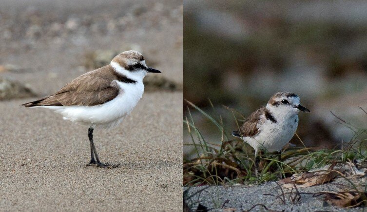 Hanuman Plover Re-Emerges as a Species After 86 Years