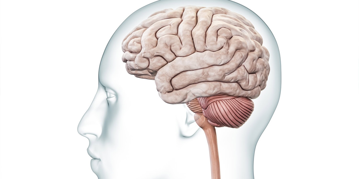 Featured image for Cerebellum Activity Tied to Shyness