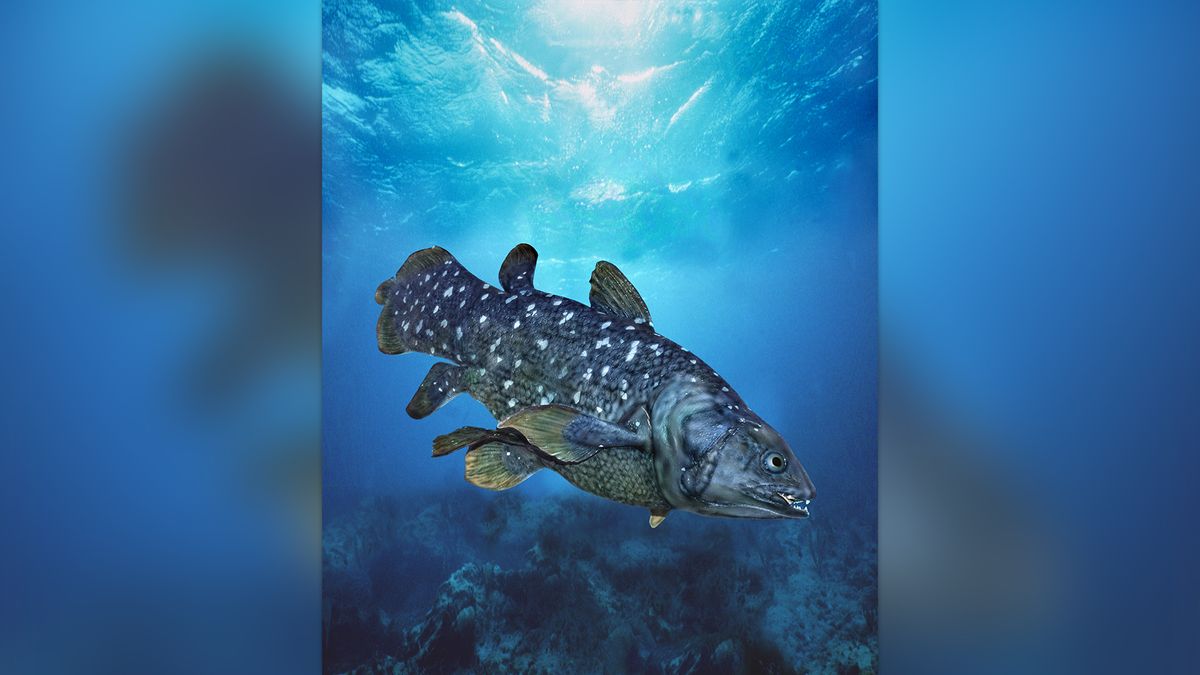 Featured image for "Resurrected from Extinction: The Remarkable Centenarian West Indian Ocean Coelacanth"