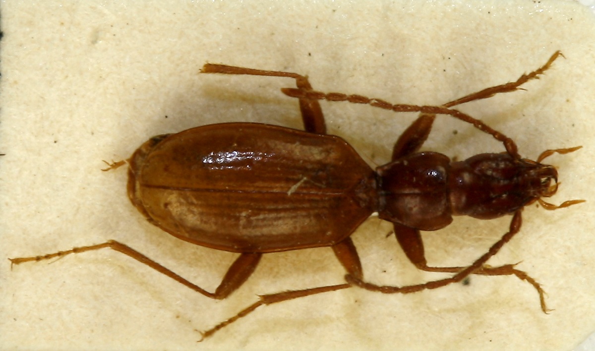 Featured image for Neo-Nazis Threaten Rare Hitler Beetle with Extinction