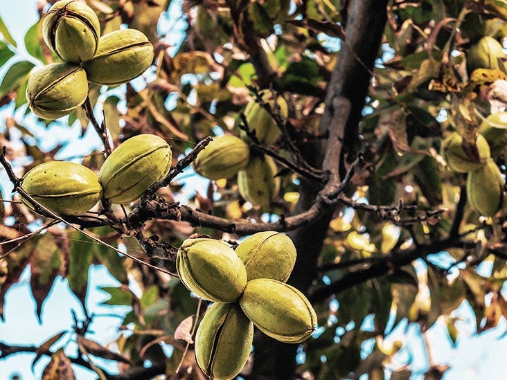 Featured image for "Pecans: A Nutty Solution for Obesity and Diabetes?"