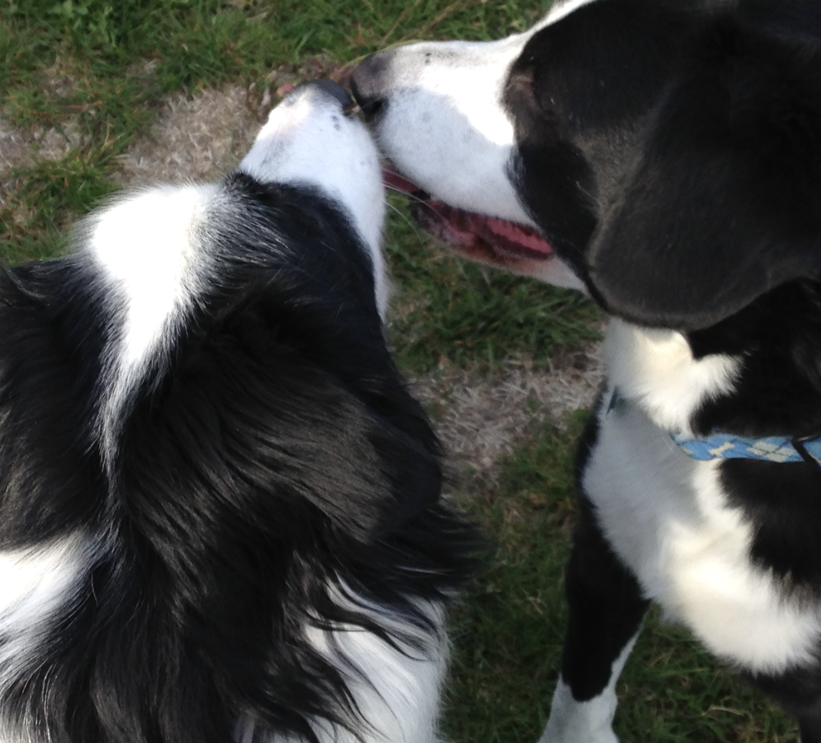 Featured image for "Decline in Mysterious Dog Respiratory Illness Cases in Colorado"