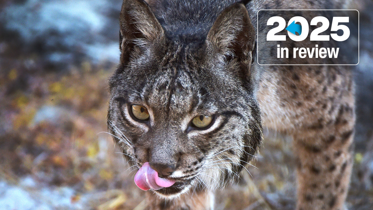 Featured image for 2025's Most Inspiring and Mind-Blowing Highlights