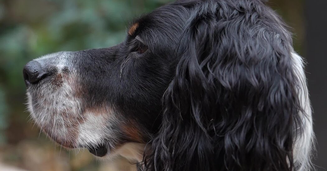 French Literary Award Honors Animal-Themed Books
