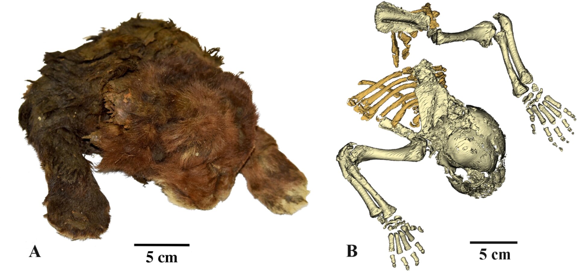 Featured image for 35,000-Year-Old Mummified Saber-Toothed Kitten Discovered in Siberia