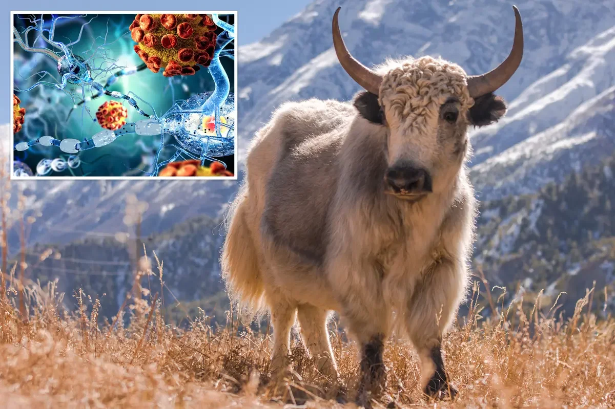 High-altitude yak gene hints at a new MS nerve repair path