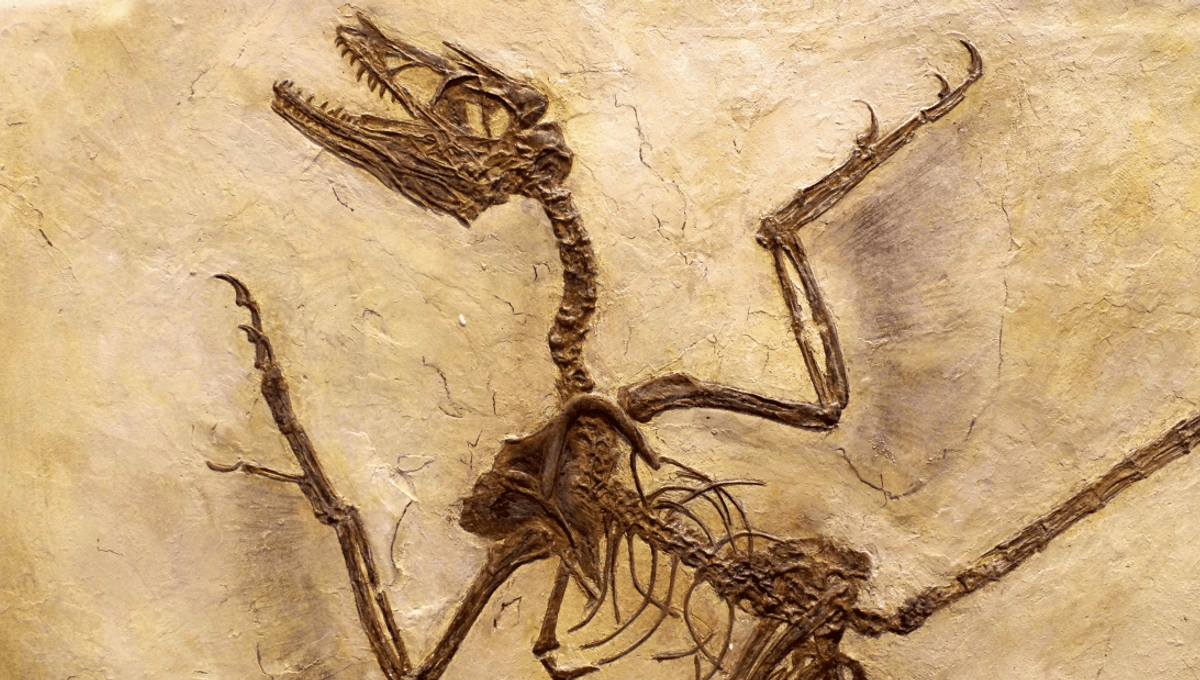 "Revealing the Evolutionary Quirk: Microraptor's Four-Winged Dilemma"
