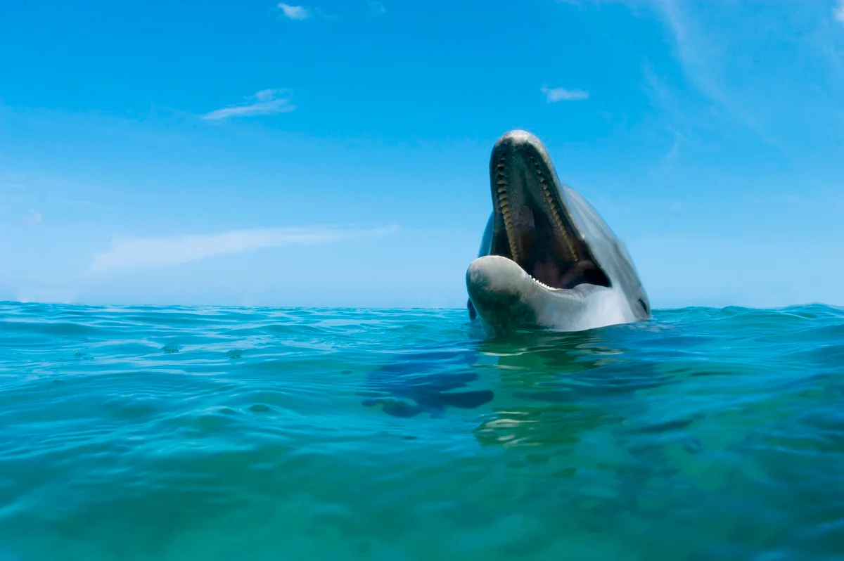 "Dolphin Attack Leaves Man with Broken Bones and Bites"