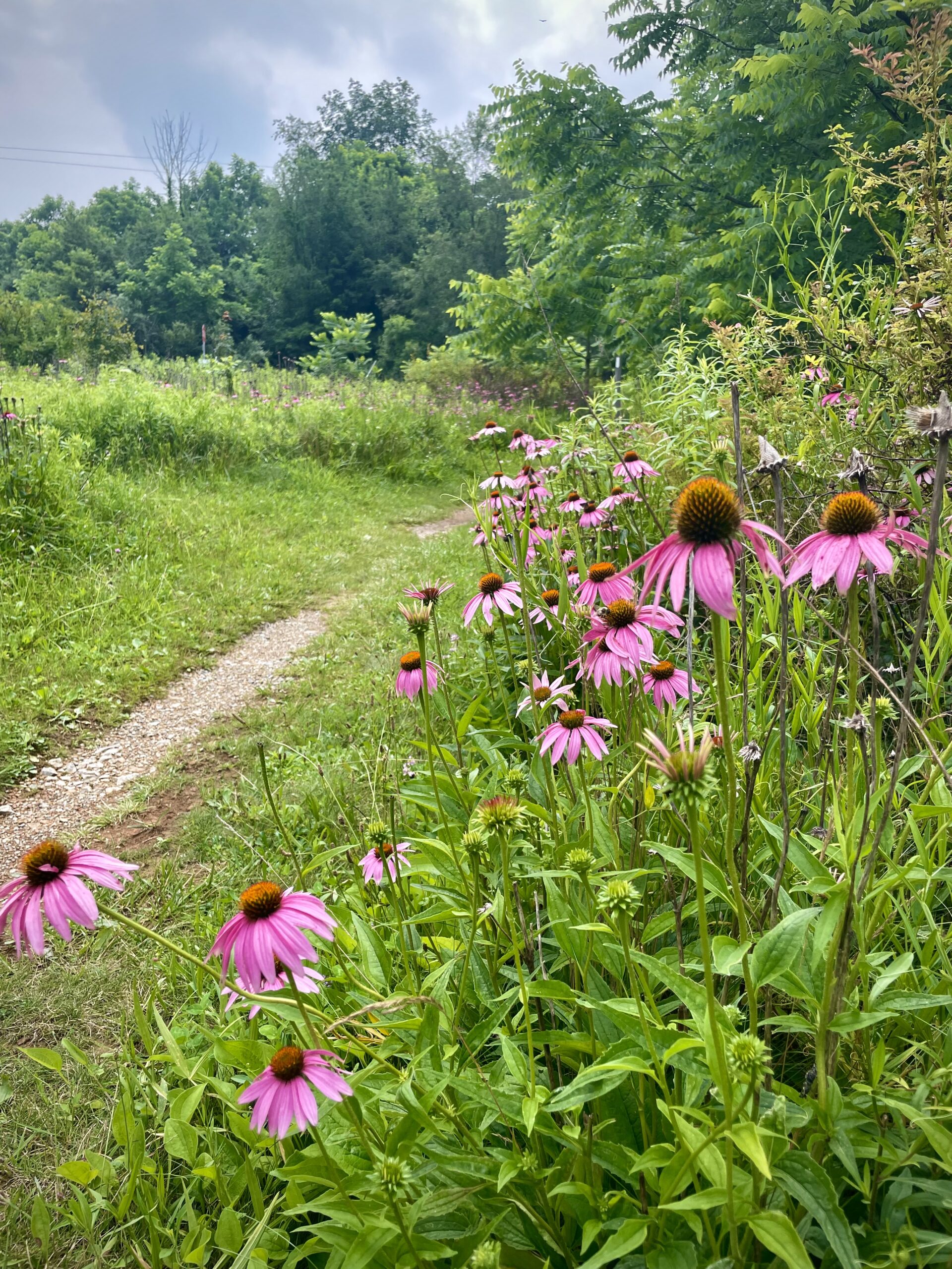 Featured image for "From Hump Day Pizza to The Devil's Swimming Hole: Unforgettable Adventures on Days 95 and 96"