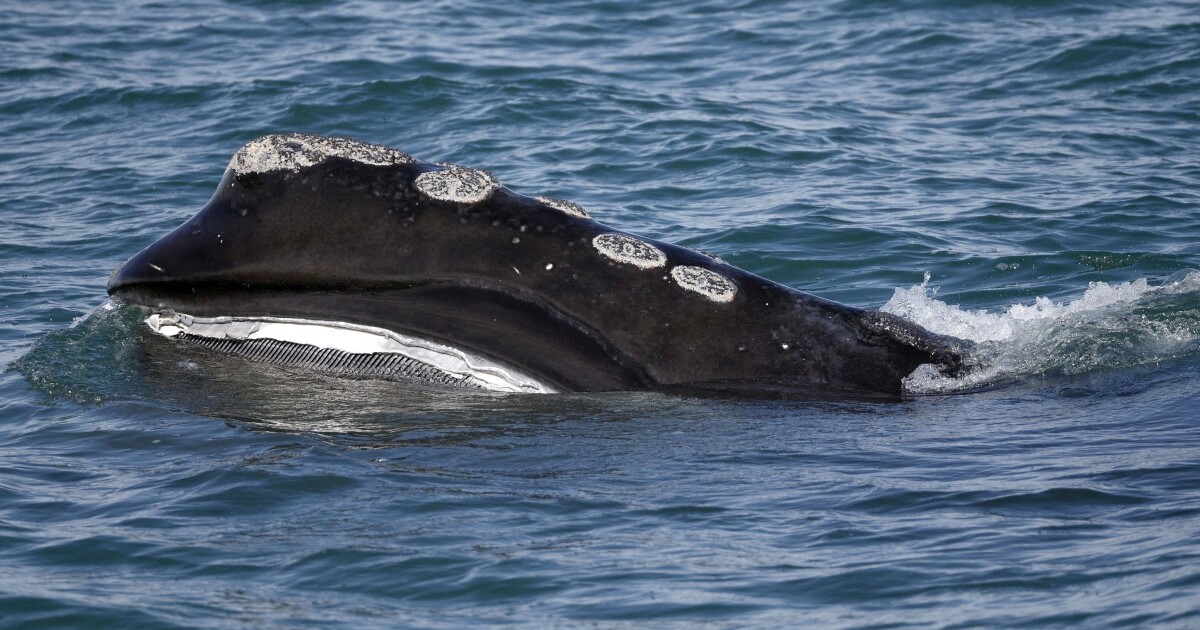 Featured image for North Atlantic Right Whales Thrive in Cape Cod Bay Despite Challenges