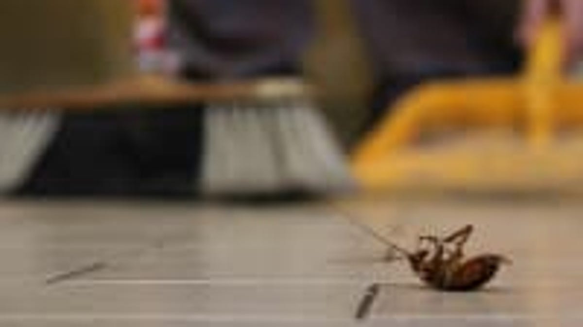 Featured image for "Company Offers $2,500 to Infest Homes with Cockroaches"