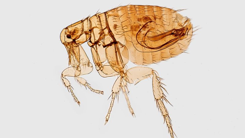 Surge in Fleaborne Typhus Cases and Deaths in Los Angeles County, CDC Reports