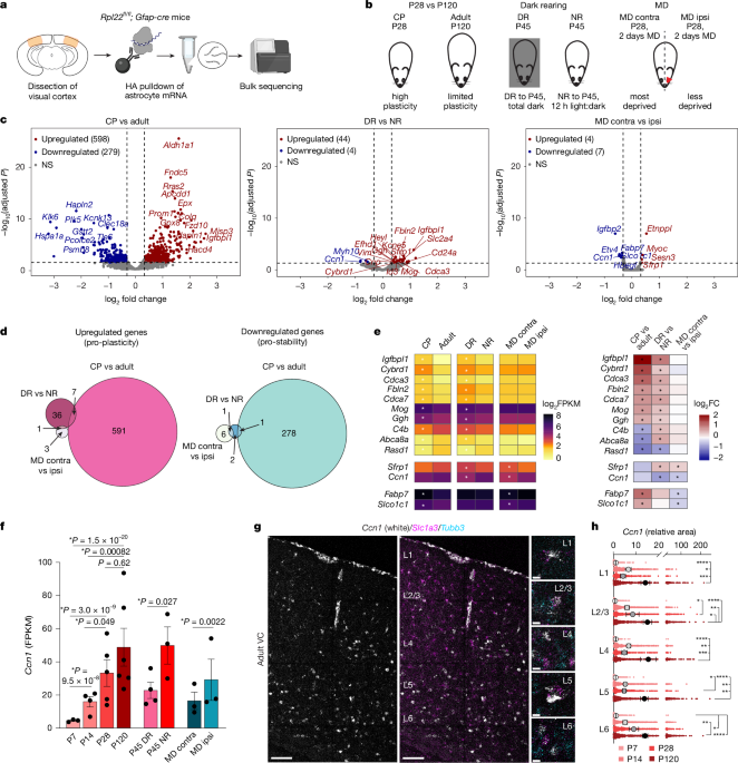 Featured image for Astrocyte CCN1 Enhances Stability of Adult Neural Circuits