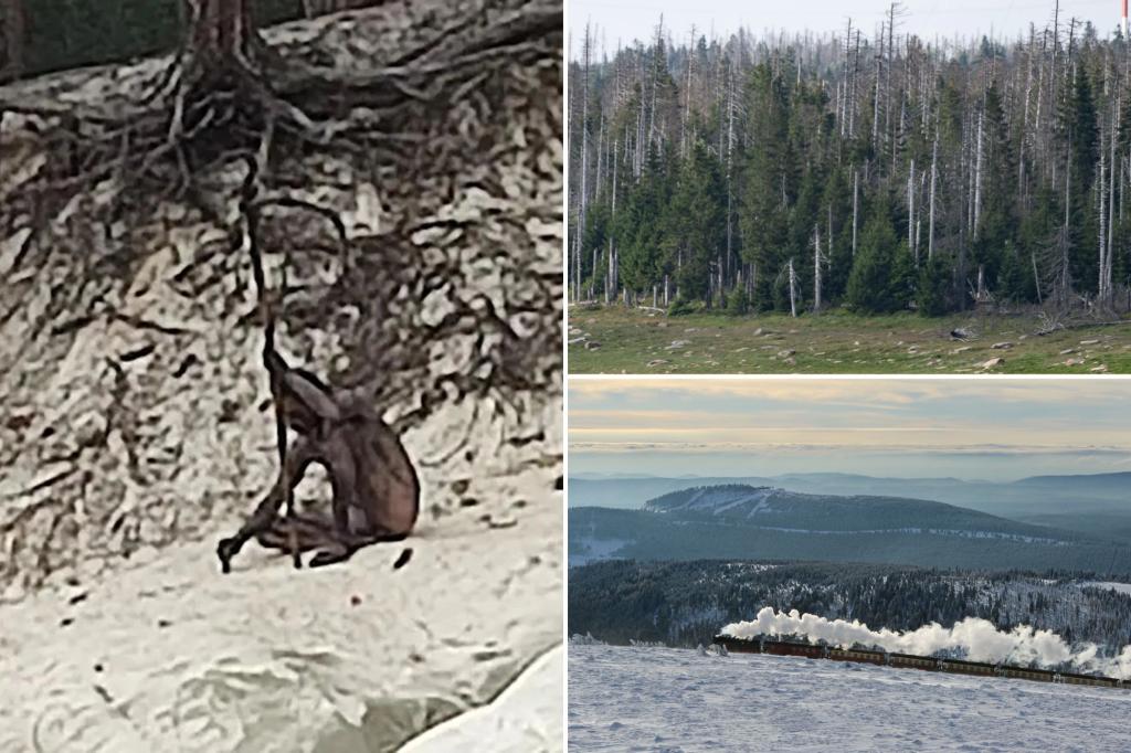 Featured image for Wild Encounters: Unforgettable Wildlife Encounters in the Great Outdoors