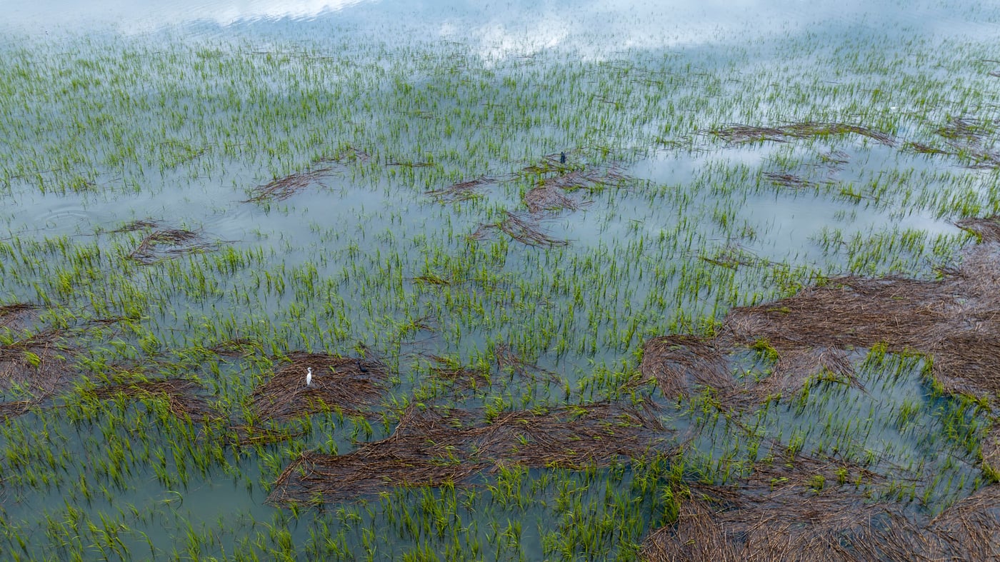 Featured image for "EPA and Biden Administration Roll Back Wetland Protections Following Supreme Court Ruling"