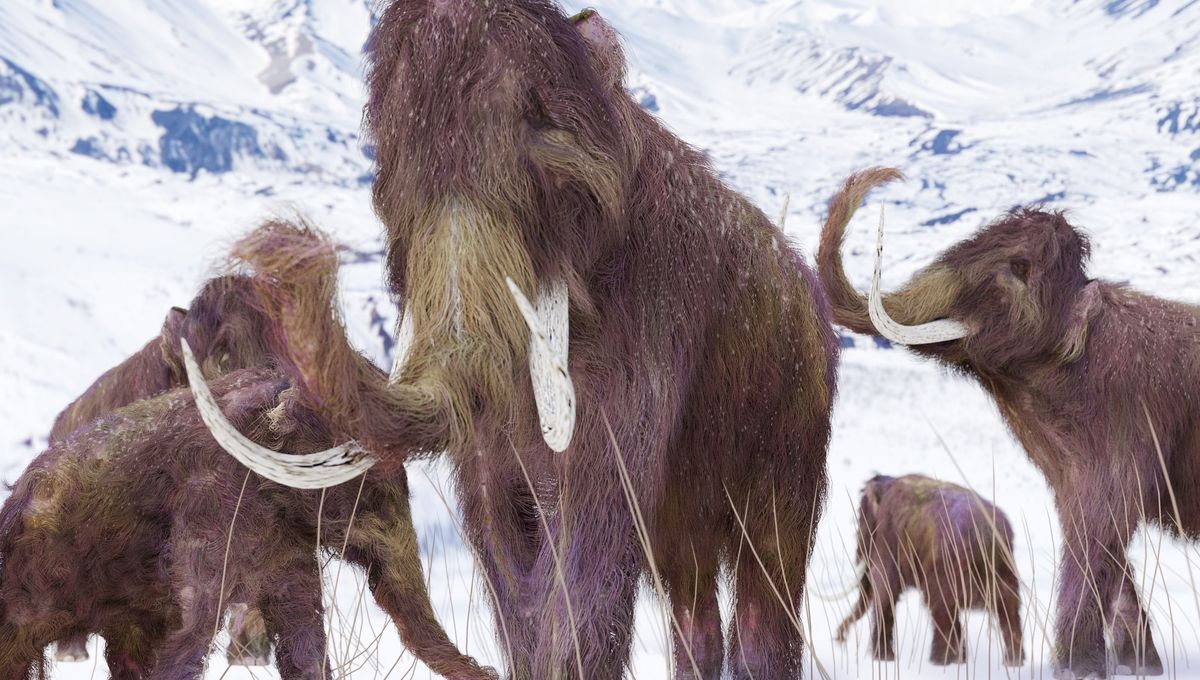 Featured image for Hybrid Mammoth Fossils Uncover Ancient Interbreeding in Canada