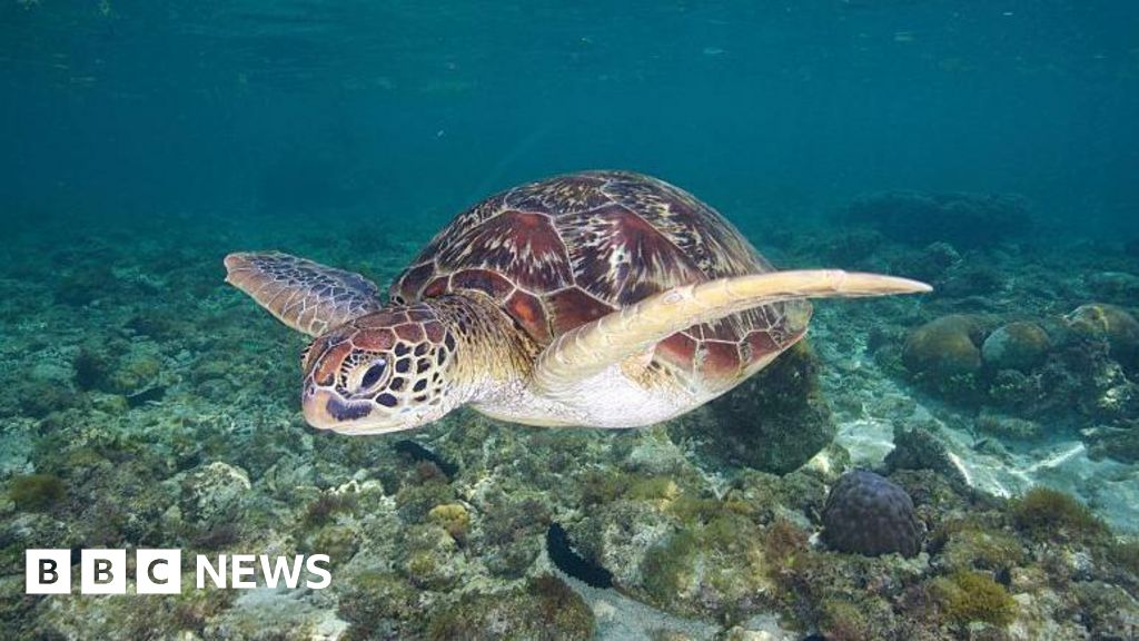 Featured image for Sea Turtle Stew Claims 3 Lives, Sickens Dozens in Philippines