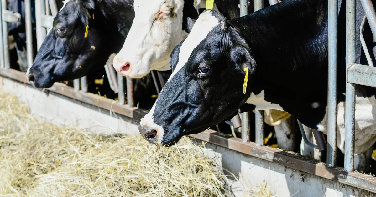 Featured image for Drought Challenges Lead Farmers to Innovative Cattle Care Strategies