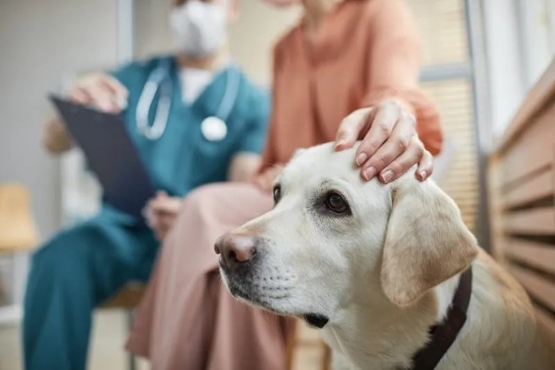 Featured image for Mysterious Dog Illness Spreads Across Multiple States
