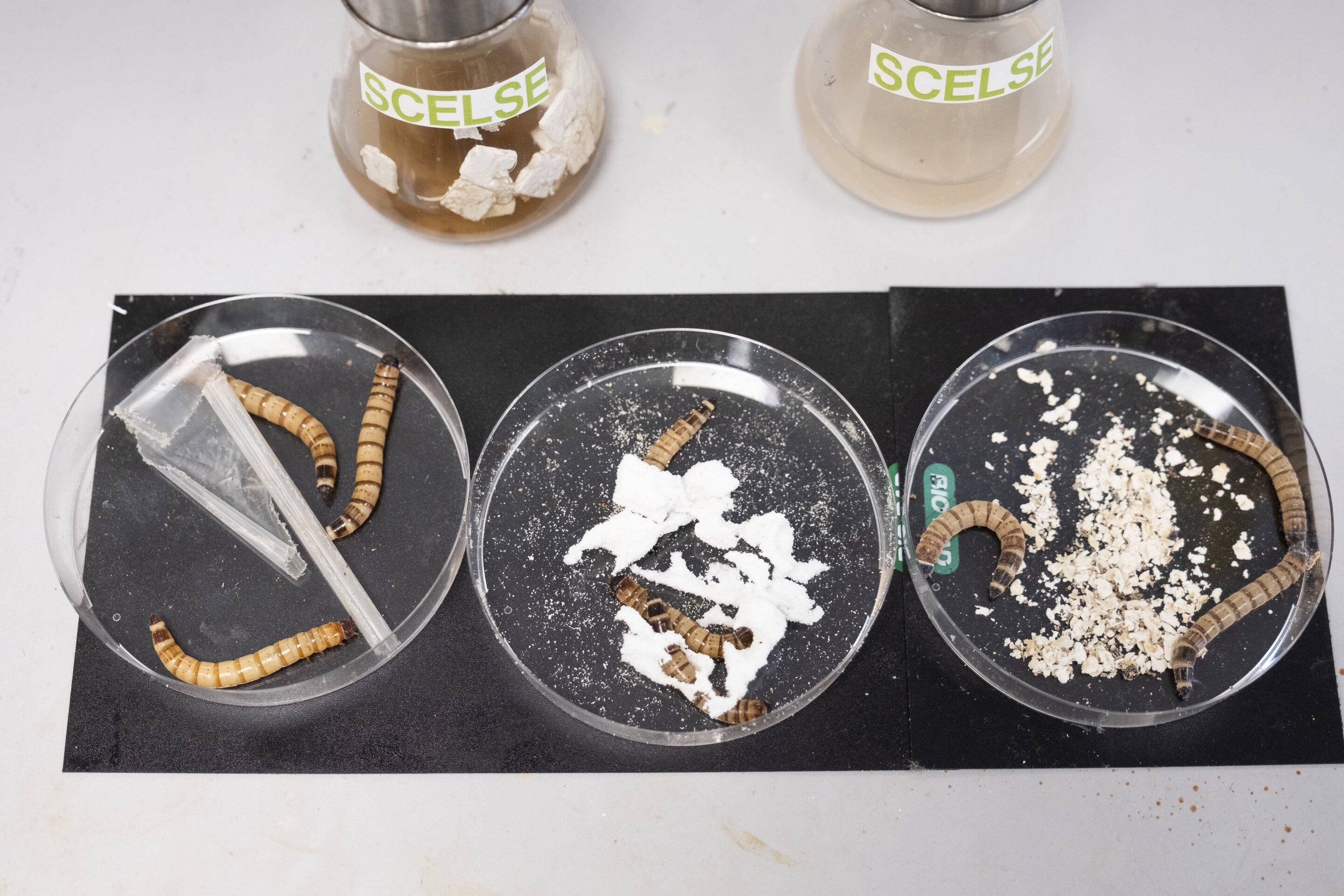 Featured image for "Artificial Superworm Gut Breaks Down Problem Plastics"