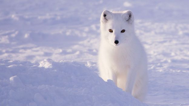 Nordic Efforts to Save Arctic Foxes from Extinction