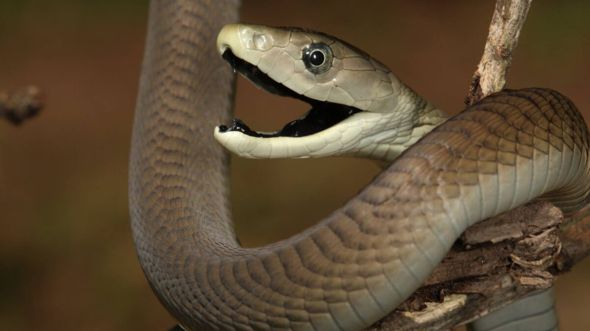 Featured image for Black Mamba Venom: How It Evades Antivenom and Causes Rapid Death