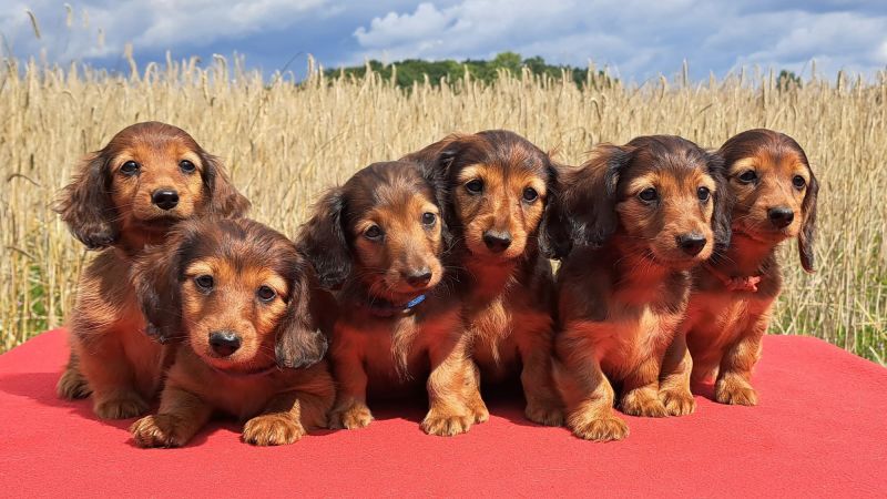 "Germany Considers Banning Dachshund Breeding, Threatening the Breed's Future"