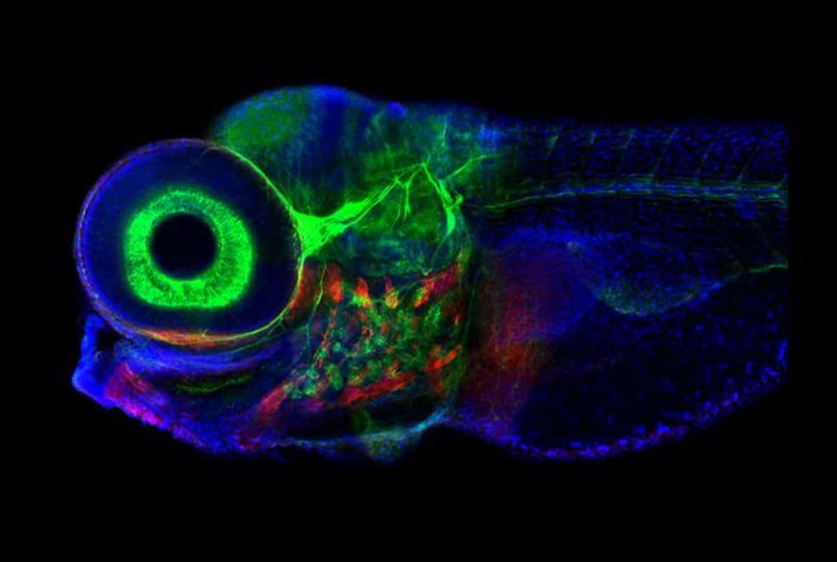 Featured image for Zebrafish Brainstem Reveals Neural Pathways for Gaze and Memory