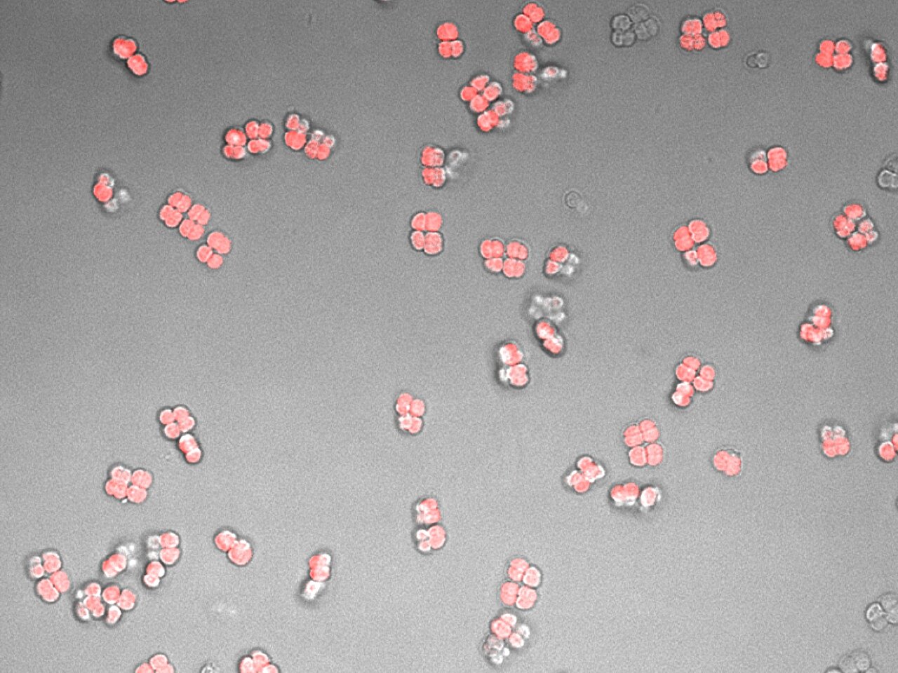 Featured image for Engineer and Poet Collaborate to Encode Poetry into Living Bacteria