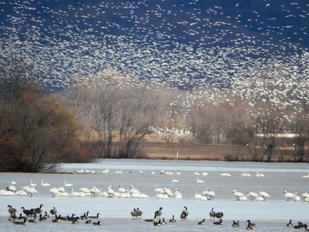 Featured image for Bird Flu Suspected in Mass Snow Goose Deaths in Pennsylvania
