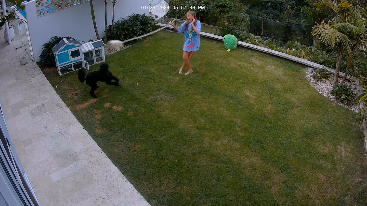 Brave 12-Year-Old Rescues Pet Guinea Pig from Snake