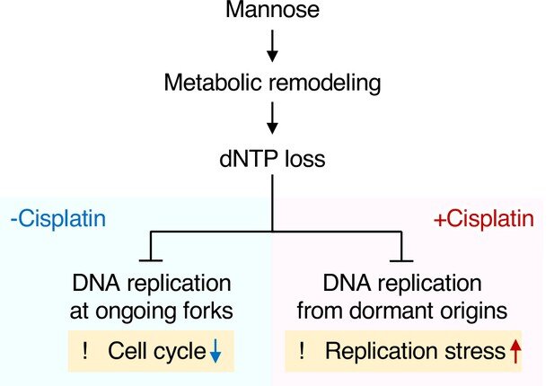 Unveiling the Cancer-Fighting Secrets of Mannose Sugar