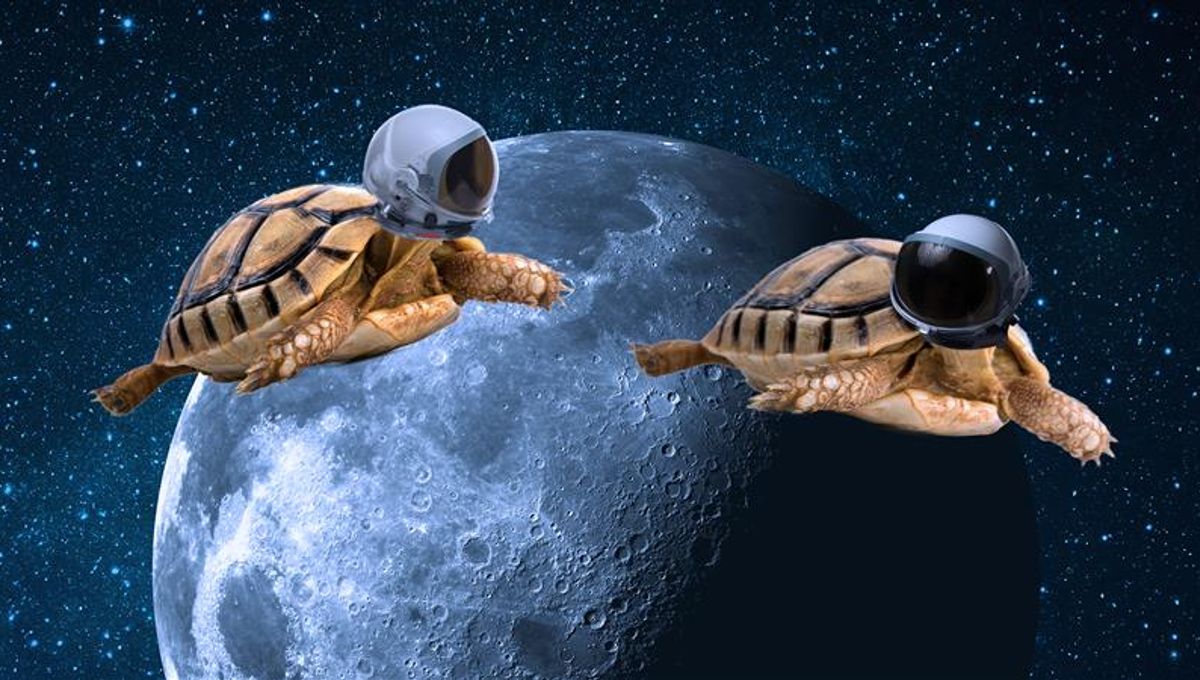 Featured image for Unexpected Animal Outpaces Humans in Moon Travel Race