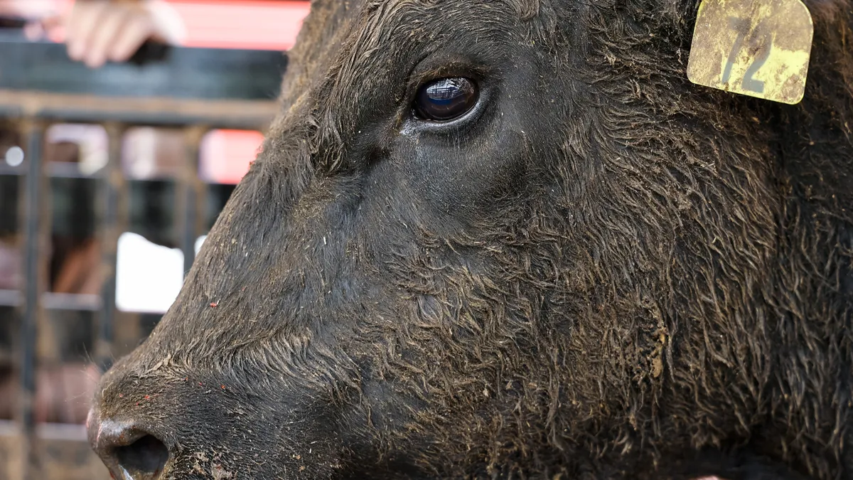 Mysterious mutilation of Texas cows raises concerns.
