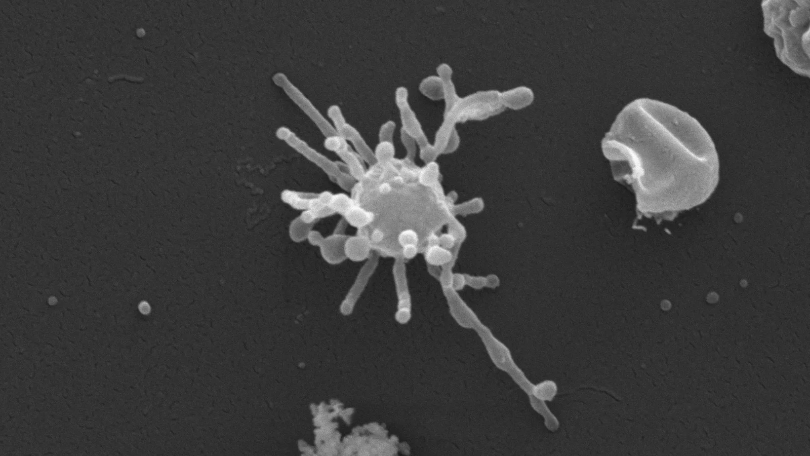 Ancient Asgard archaea may have used oxygen long before Earth’s oxygenation reshaped life