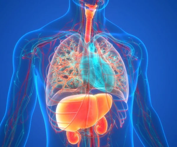 Featured image for Fatty Liver Disease Prevalence Rises to 40% Among US Adults