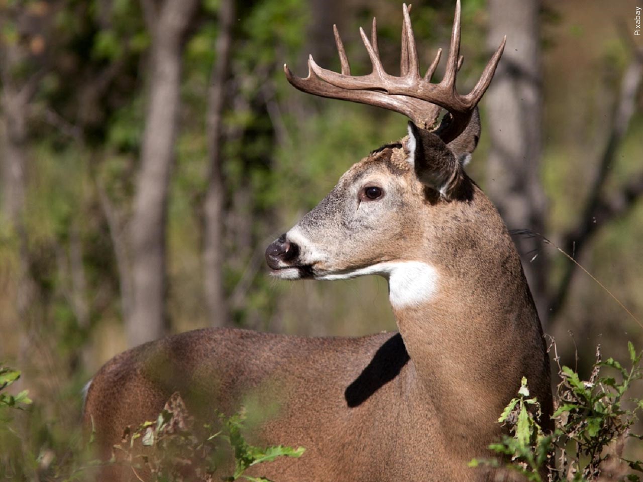 Chronic Wasting Disease Detected in Tennessee Deer