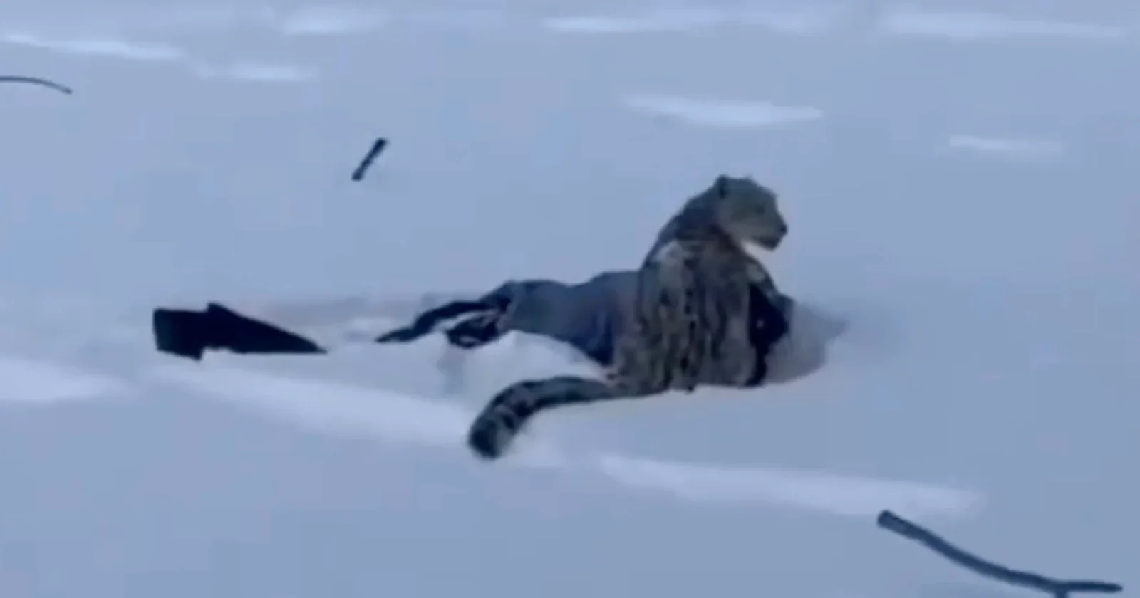 Snow Leopard Attack on Tourist Highlights Wildlife Safety at Chinese Ski Resort